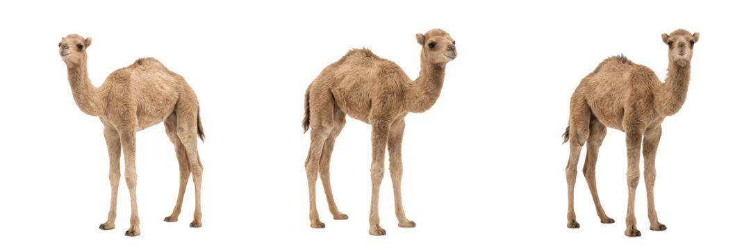 Set and collection of single camel standing isolated on white background