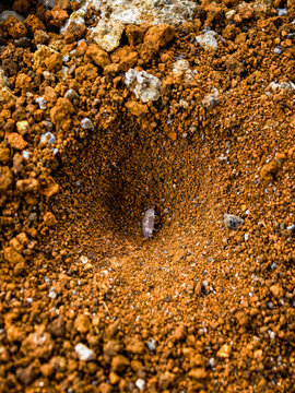 Antlion Larva Pitfall Trap in Red Sandy Soil