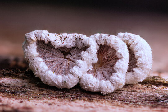 Three young split gills on a branch &mdash; mycology, wood decomposers