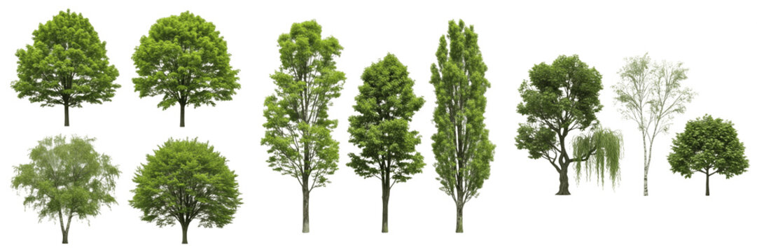 Isolated Mixed Green Trees Set Realistic Forest and Garden Deciduous Tree Species Cut Out PNG Asset for Landscape Architecture and Digital Art