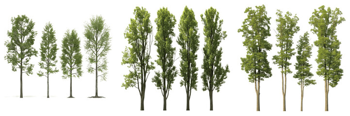 Fototapeta premium Isolated Green Poplar Trees Set Tall Columnar Deciduous Tree Row Graphics High Quality Digital PNG Asset for Architectural Renderings and Landscapes