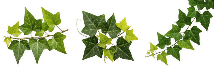 Isolated Green Ivy Leaves Twig Set with Detailed Foliage Creeping Plant Vines Graphic PNG Element for Botanical Illustration and Garden Concepts © Freezan