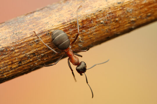 a wood ant insect on a stick