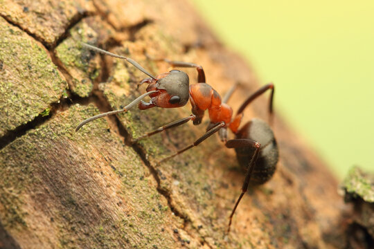 a wood ant insect on a stick