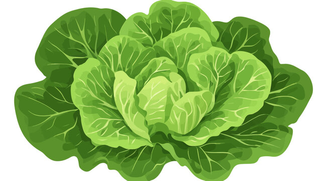 Fresh green lettuce with layered, crisp leaves and detailed veins