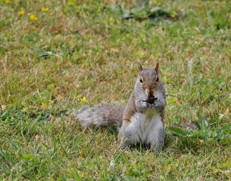 Graues Eichh&ouml;rnchen auf einer Wiese auf dem Friedhof