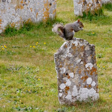Graues Eichh&ouml;rnchen auf einer Wiese auf dem Friedhof
