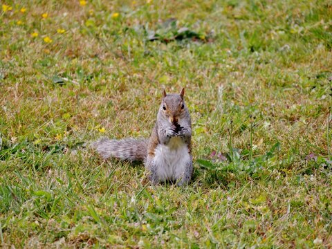 Graues Eichh&ouml;rnchen auf einer Wiese auf dem Friedhof
