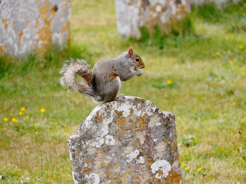 Graues Eichh&ouml;rnchen auf einer Wiese auf dem Friedhof