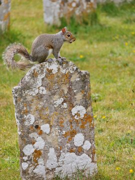Graues Eichh&ouml;rnchen auf einer Wiese auf dem Friedhof