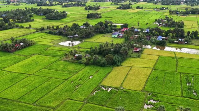 Beautiful rice fields next to limestone mountains in Kampot, Cambodia