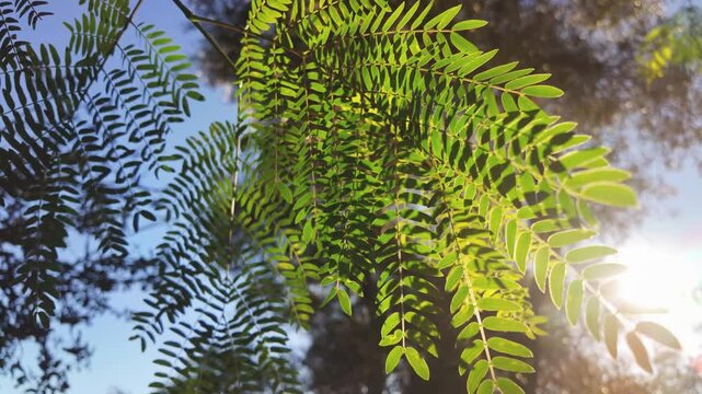 Jacaranda tree branches with delicate compound leaves glowing in warm backlit sunlight.