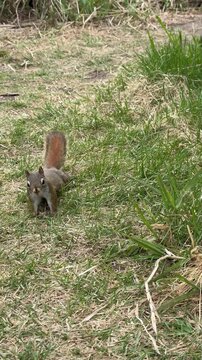 &eacute;cureuil roux mangeant sur le sol dans le bois, Qu&eacute;bec, Canada