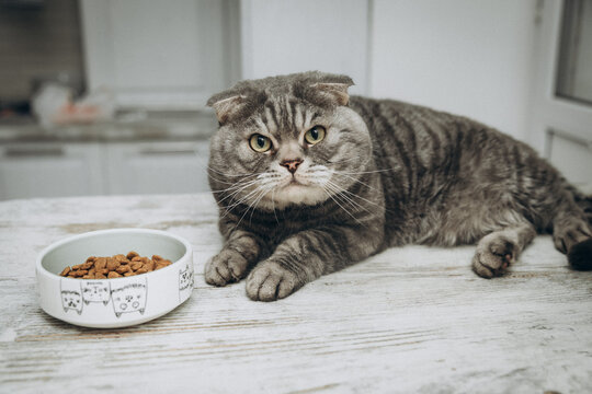 Tired grey Scottish Fold cat lying on a wooden table and looking at a bowl of dry food