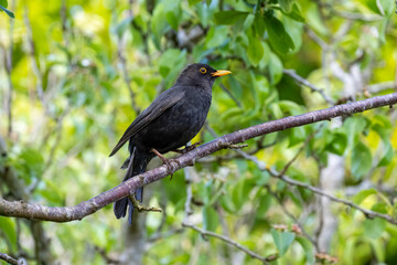 Fototapeta premium Male blackbird perched on branch in woodland garden setting