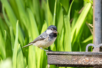 Coal tit holding seed on metal bird feeder in sunny garden © Tosh Lubek