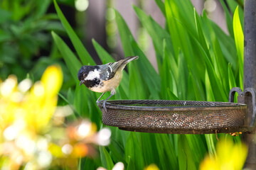 Coal tit searching for food on metal garden bird feeder © Tosh Lubek