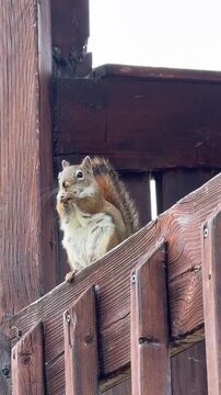 &eacute;cureuil roux sur un poteau dans un parc  bois&eacute;, Qu&eacute;bec, Canada