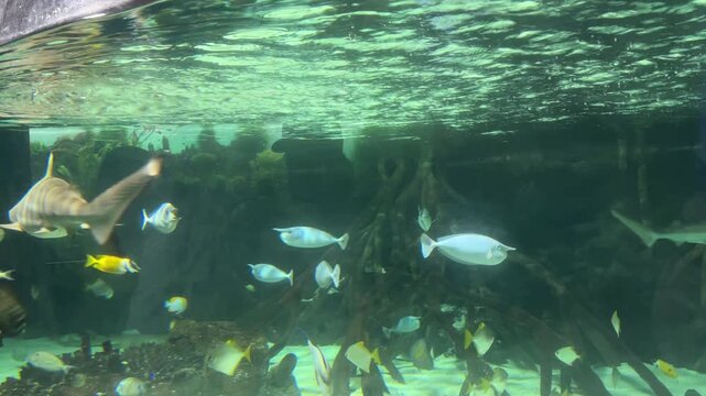 Blacktip reef shark Carcharhinus melanopterus swimming beside Rhizophora mangle roots in clear aquarium water. Marine species native to Indo Pacific coral reefs lagoons and mangroves.