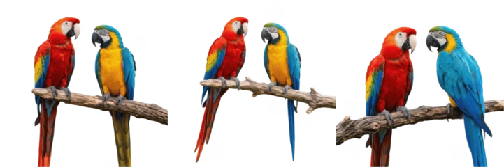 Fototapeten Papagei Set and collection of two colorful tropical parrots on branch isolated on white background  © bearbyy