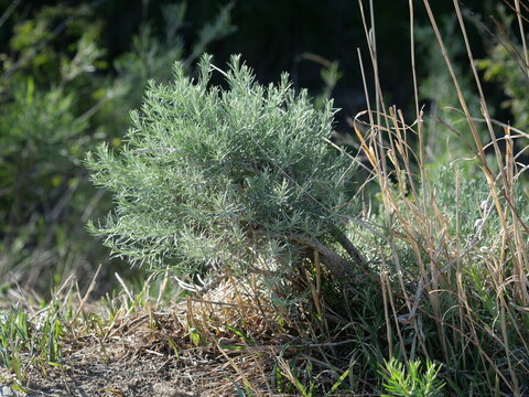 Rubber Rabbitbrush (Ericameria nauseosa) Shrub Along Marshall Trail in Boulder, Colorado