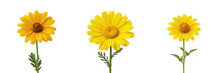 Obraz premium Set and collection of single yellow daisy flower isolated on white background