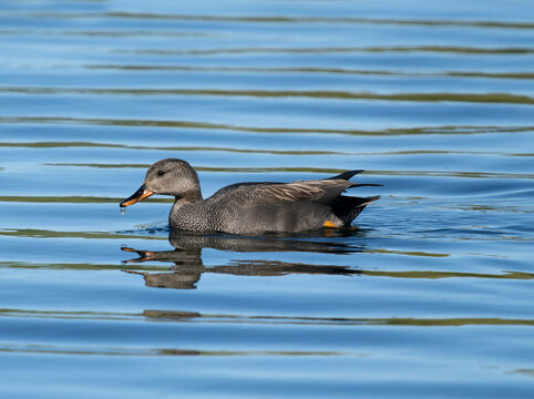 Gadwall, Anas strepera