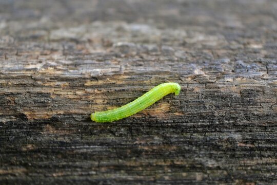 Small green caterpillar crawling on a dark wooden surface.
