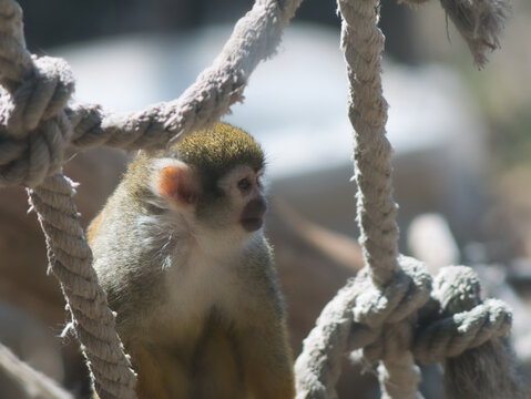 Squirrel Monkey Framed by Heavy Ropes in Soft Sunlight at a Budapest Nature Park in Hungary