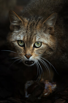 European wild cat (Felis silvestris) detail portrait