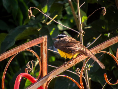 A Great Kiskadee (Pitangus sulphuratus) bird perched on an ornate metal railing. This iconic yellow-bellied tyrant flycatcher is a common species 