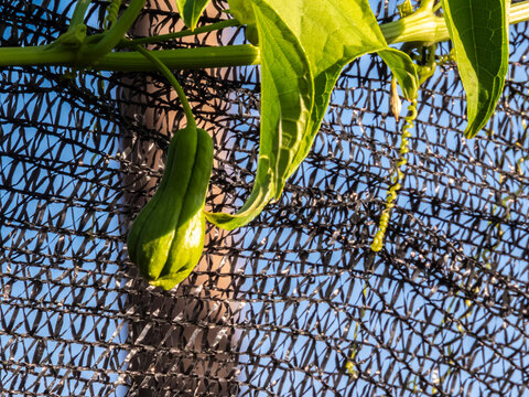 A close-up shot of a fresh green chayote fruit, also known as chuchu, hanging from a lush vine in a rural plantation in Marilia, Sao Paulo, Brazil. 