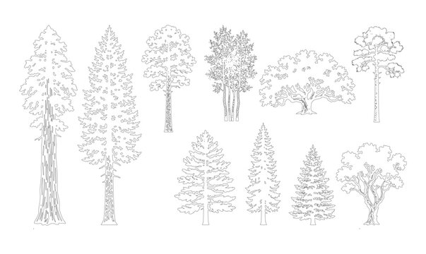 CAD line art sequoia, pine and conifer tree side view elevation set, outline tall spruce and fir tree symbols for architectural landscape and forest design plans. Editable stroke vector.
