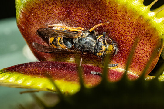 Dionaea muscipula hat Wespe erbeutet