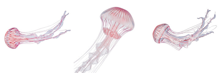 Transparent Pink Deep Sea Jellyfish Drifting Gracefully Isolated on Plain White Background for Marine Biology Education and Aquatic Wildlife Graphics © Muusop