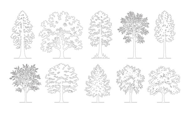 CAD line art deciduous and conifer tree side view elevation set, outline tall and broad tree symbols for architectural landscape and site design plans. Editable stroke vector.