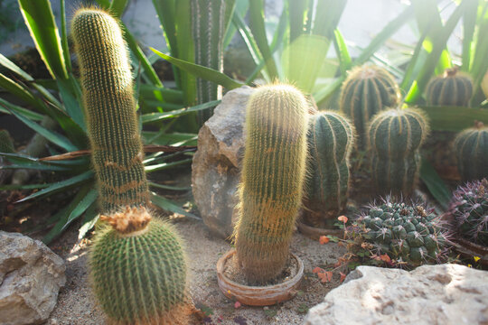 Sunlit columnar and globular cacti in a bright botanical greenhouse