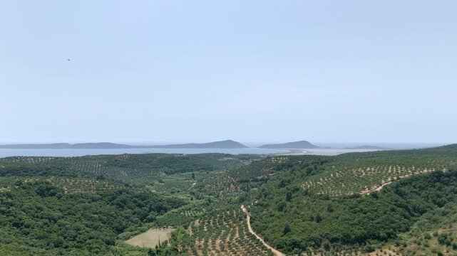 Aerial View of Olive Groves, Green Hills and Distant Navarino Bay Coastline near Yalova in the Peloponnese, Greece