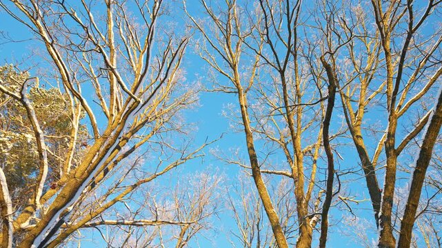 Bare tree branches under snow against a blue winter sky on a clear sunny day