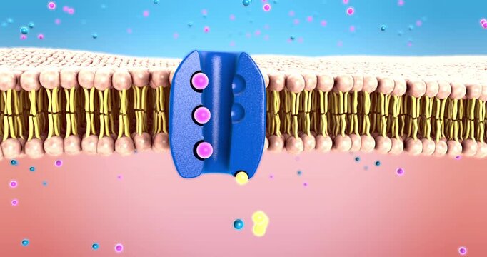 Sodium-potassium pump in cell membrane maintains ion balance and powers cellular transport - 3d illustration