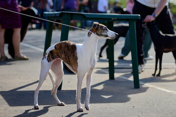 A brindle and white Whippet dog stands attentively on a leash at an outdoor dog show © Garik