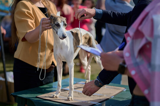 A beautiful Whippet dog stands on a table while a judge carefully examines its conformation during an outdoor dog show. The handler maintains its pose under bright daylight