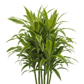 Lush green spider plant with long, arching leaves and small plantlets, isolated on transparent background