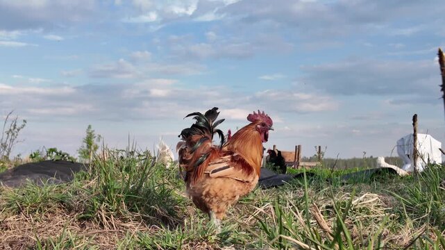 Side profile of a beautiful red rooster slowly walking through thick green grass while watching over hens on a free range farm. Insects fly around in warm natural daylight, creating authentic