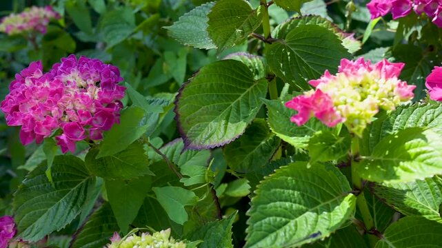 Vibrant pink and magenta hydrangea macrophylla flowers swaying slightly in the wind among green foliage. Slow motion HD video footage