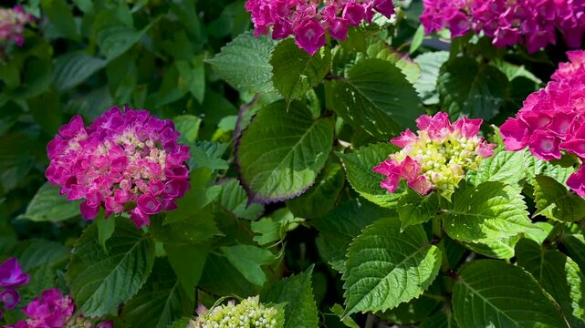 Vibrant pink and magenta hydrangea macrophylla flowers swaying slightly in the wind among green foliage. Slow motion HD video footage