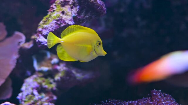 Bright yellow tang fish (Zebrasoma flavescens) swimming through a vibrant coral reef in aquarium. Underwater slow motion 4K footage