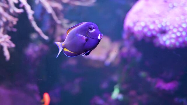 Acanthurus surgeonfish swimming in colorful reef aquarium. Slow motion 4K footage