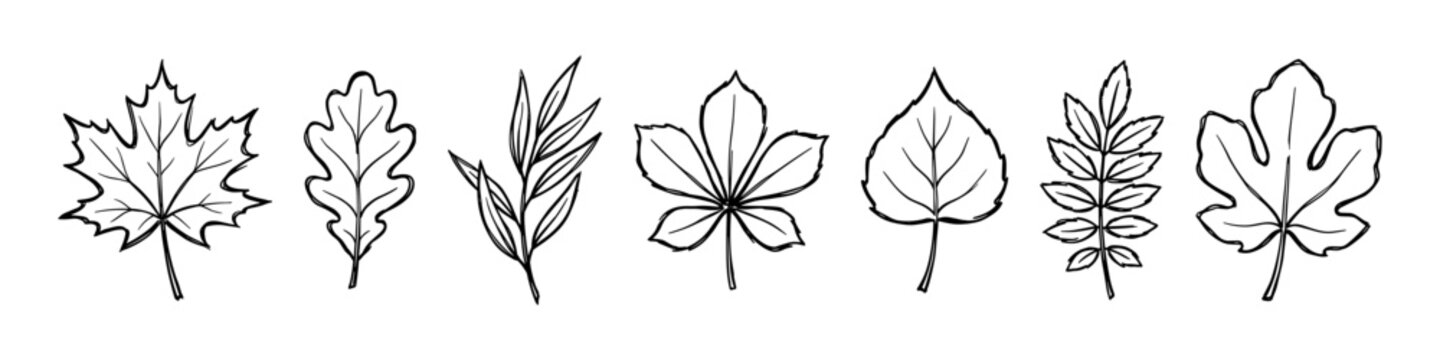 Different types of leaves line art collection, botanical illustration, nature and garden design elements vector illustration