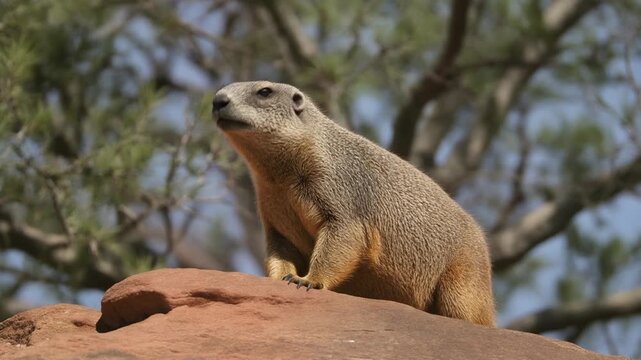 Rock hyrax sitting on a red boulder and looking around in nature